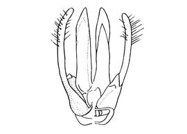   Osmia opima  male, diagram showing the genitalia with the dorsal view on the left side and the ventral view on the right, diagram modified from Romankova 1985 
